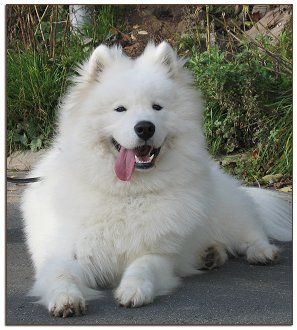 Sulo