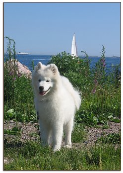 Zelda by the sea