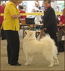 dog10
