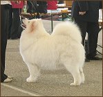 dog11