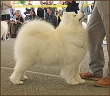 dog12