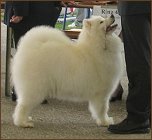 dog13