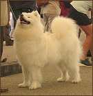 dog14
