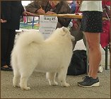 dog15
