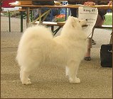 dog16