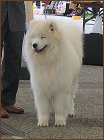 dog1a