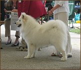 dog1