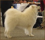 dog2a
