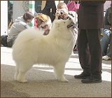 dog2