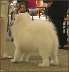 dog5