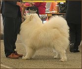 dog5