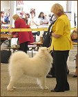dog6