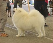 dog7