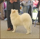 dog9b
