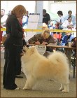 dog9