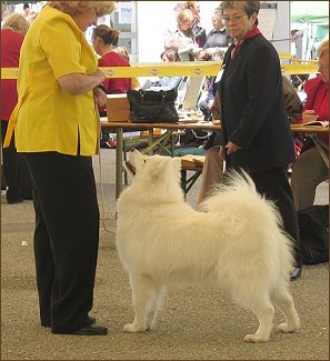 Tulln 2005