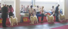 Euro Dog Show 2007