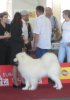 Euro Dog Show 2007