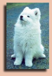 Blondi