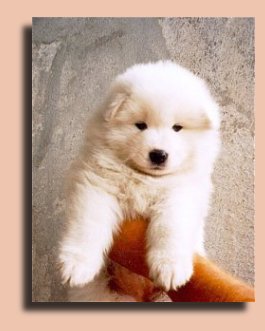Blondi