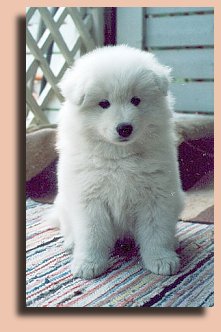 Blondi