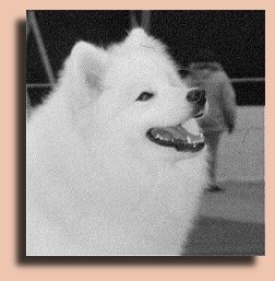 Blondi