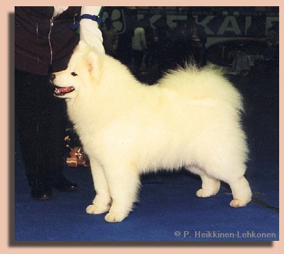 Blondi