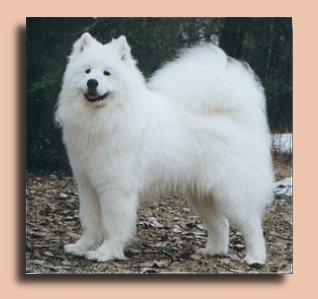 Napo