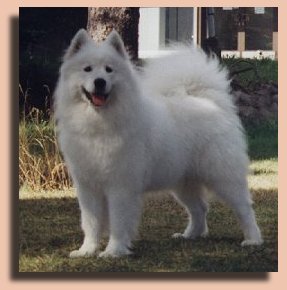 Ronja