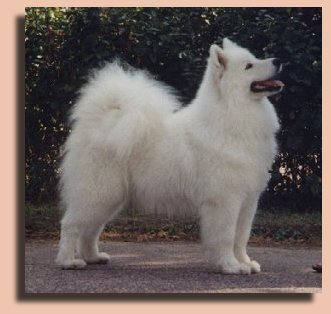 Ronja