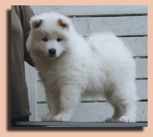 Ronja