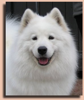 Ronja