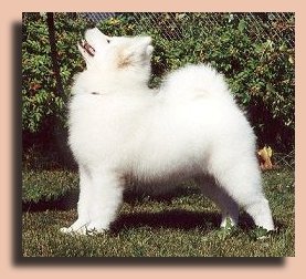 Trisquit
