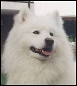 Laubuurin Ykypeli