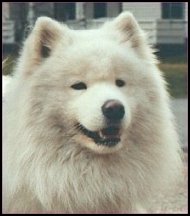 Ikiliikkujan Marco Polo
