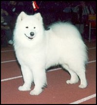 Ikiliikkujan Marco Polo