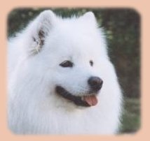 Tara
