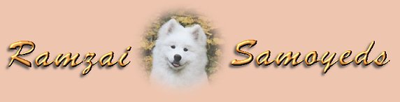 Ramzai Samoyeds