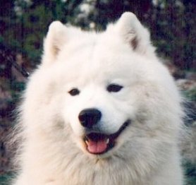 Kössi