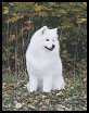Tara