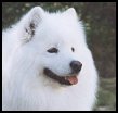 Tara