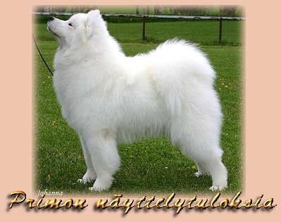 Primon nyttelytuloksia